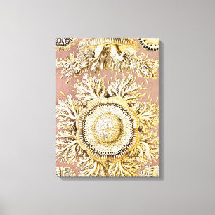 Toile Méduses, Discomedusae  par Ernst Haeckel