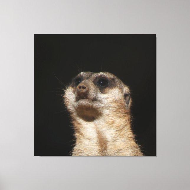 Toile Meerkat 032 (Recto)