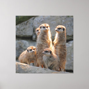 Toile Meerkat 110
