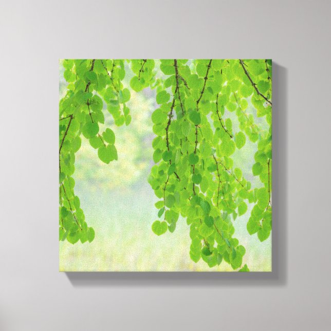 Toile Membres d'arbre Katsura au printemps | Seabeck, WA (Recto)