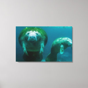 Toile Mère mangea avec son veau à Crystal River