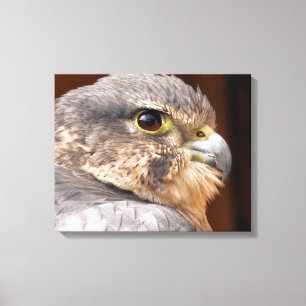 TOILE MERLIN FALCON OISEAU DE PREY