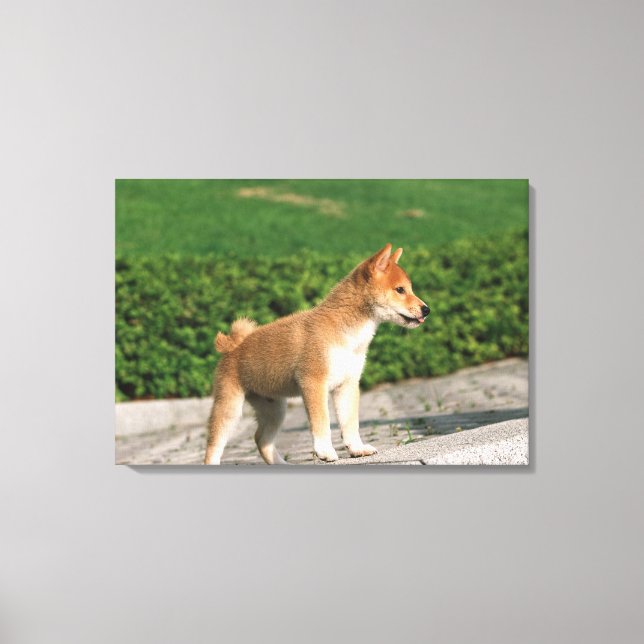 Toile Midget Shiba 2 japonais (Recto)