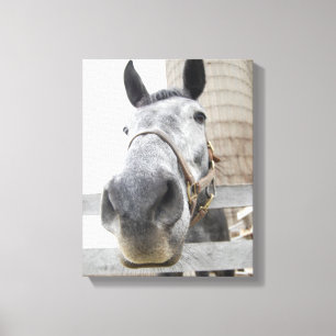 Toile Mignonne Gros plan d'un cheval