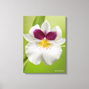 Toile Miltoniopsis Roezlii (Orchidées de Pansy)