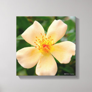 Toile Mme Oakley Fisher Rose