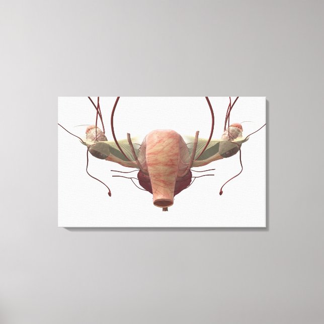 Toile Modèle 3d du système reproducteur féminin (Recto)