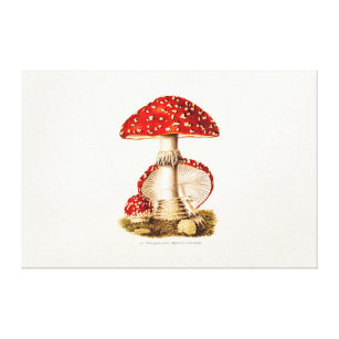 Toile Modèle vintage de champignons de rouge de