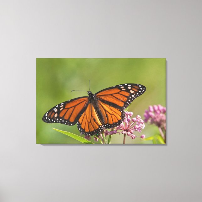 Toile Monarque papillon mâle sur le marécage Milkweed (Recto)