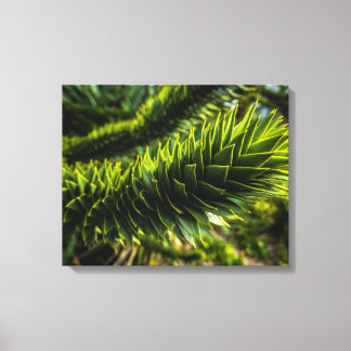 Toile Monkey Puzzle Tree - Photographie d'arbre