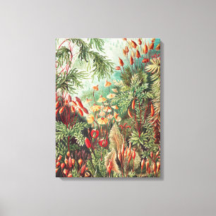 Toile Mosses, Muscinae Laubmoose par Ernst Haeckel