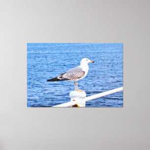 Toile Mouette Constanta Roumanie – Photographie de la me