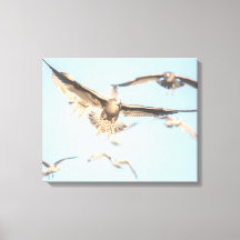 Mouettes en vol photo nature