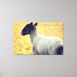 Toile Mouton