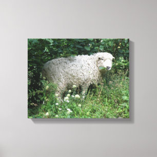 Toile Mouton blanc mignon et duveteux en train de manger