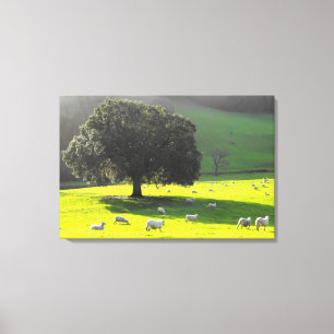 Toile Moutons au soleil du matin