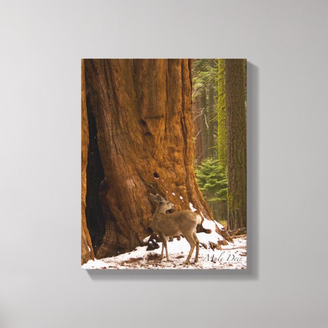 Toile Mule Deer (Recto)