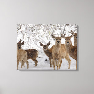 Toile Mule Deer Wyoming
