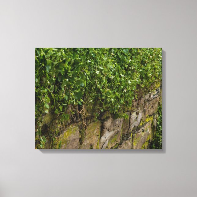Toile Mur D'Ivy (Recto)