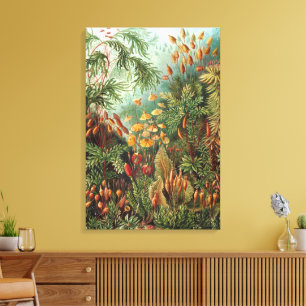 Toile Muscinae vintage, plantes de mousse par Ernst Haec