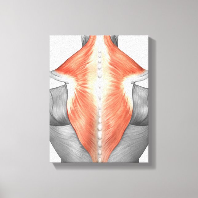 Toile Muscles Du Dos Et Du Cou (Recto)