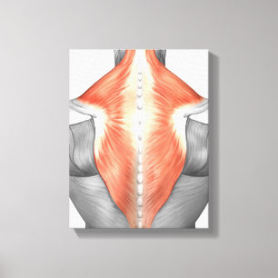 Toile Muscles Du Dos Et Du Cou
