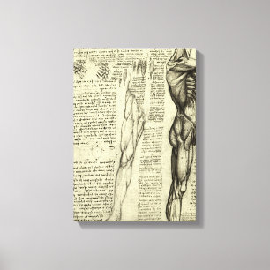 Toile Muscles humains anatomiques de Léonard de Vinci
