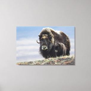 Toile Musk Ox with Calf