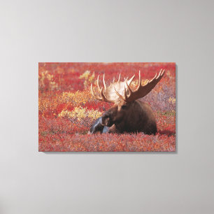 Toile N.A., États-Unis, Alaska, Parc national Denali, Ta