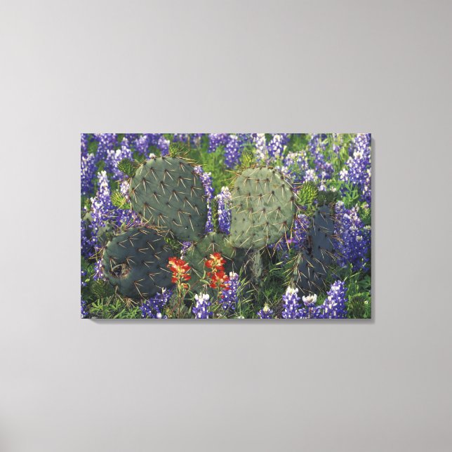 Toile N.A., États-Unis, Texas, Cactus entouré de (Recto)