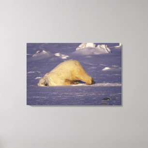 Toile NA, Canada, Manitoba, Churchill, Ours polaire