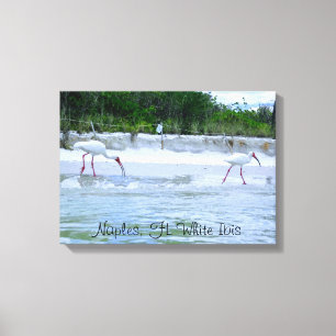 Toile Naples, FL White Ibis Birds Walking on Beach