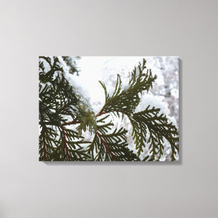 Toile Neige sur les branches À feuillage persistant
