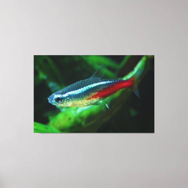 Toile Neon Tetra Fish Paracheirodon Innesi (Recto)