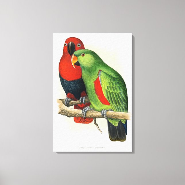 Toile New Guinea Eclectus, parrots, (Recto)