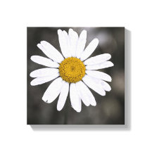 Noir et blanc single Wet Daisy Centre Jaune