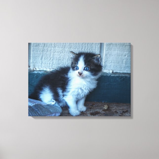 Toile Noir + Kitten blanc (Recto)
