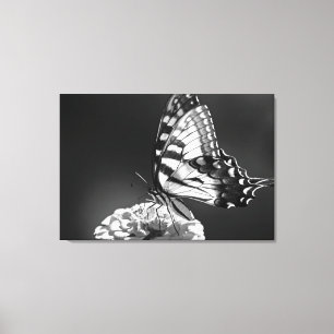 Toile noire et blanche de papillon