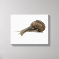 Normalsnail