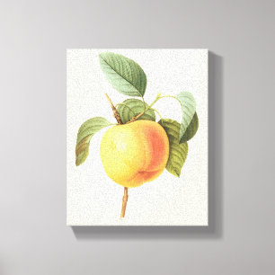 Toile Nourriture de fruits anciens, pomme Calville par R