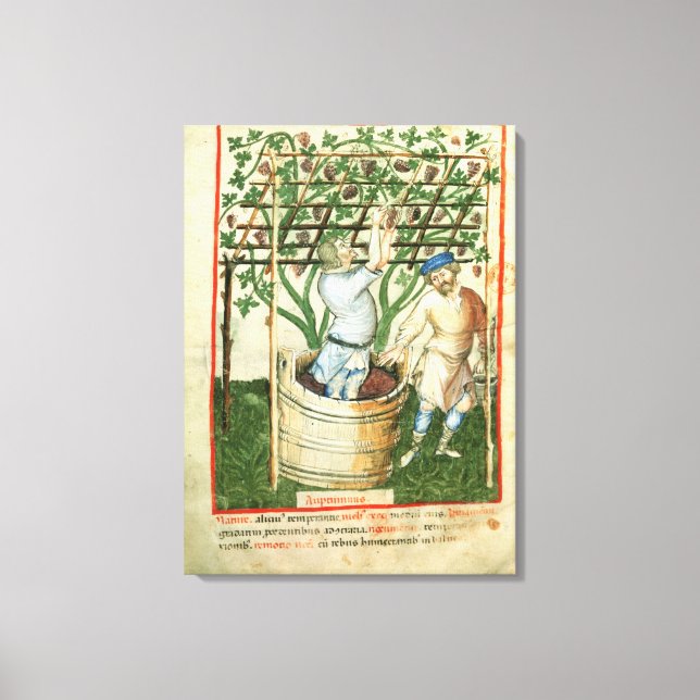 Toile Nouv Acq Lat Rassemblement et pressage de raisins (Recto)