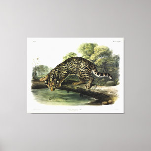 Toile Ocelot, léopard-chat (Leopardus pardalis) - Audub