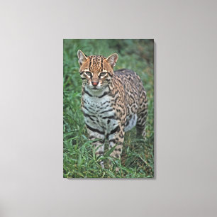 Toile OCELOT (Leopardus pardalis) AMÉRIQUE CENTRALE