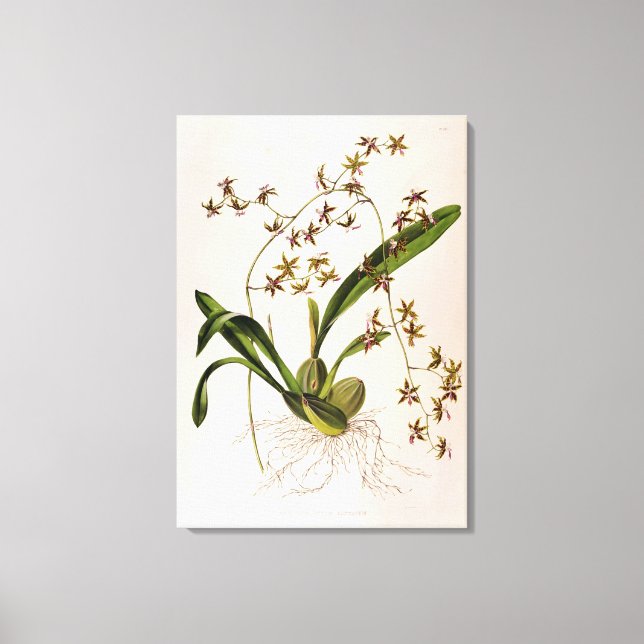 Toile Odontoglossum Hastatum (Recto)