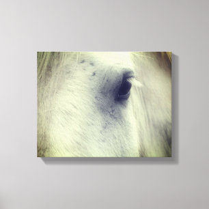 Toile Oeil de cheval Percheron blanc
