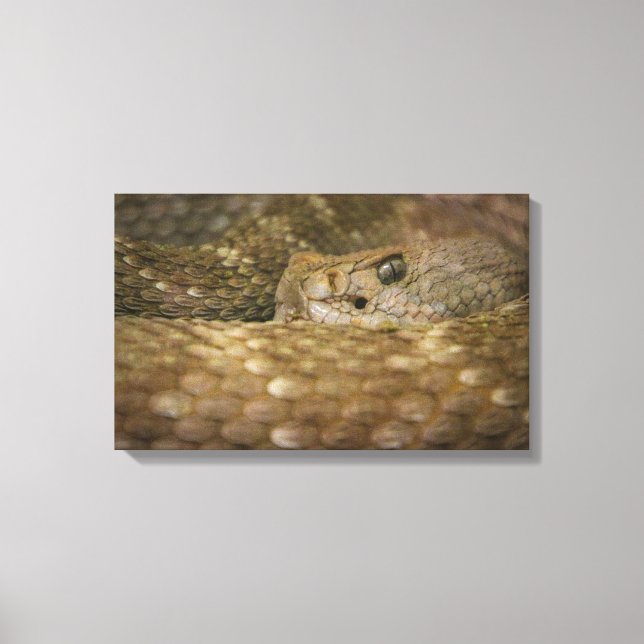 Toile oeil de serpent (Recto)