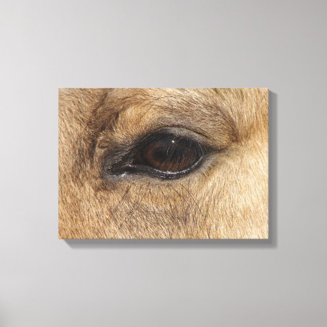 Toile OEil en peau de seau (Recto)