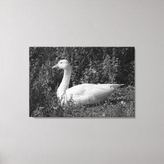 Toile Oie d'Emden