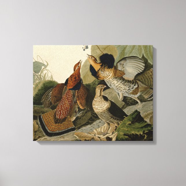 Toile Oiseau de gibier Audubon (Recto)