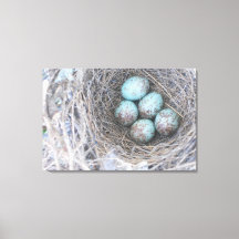 Oiseau de nid OEufs Bleus Nature Photographie toil